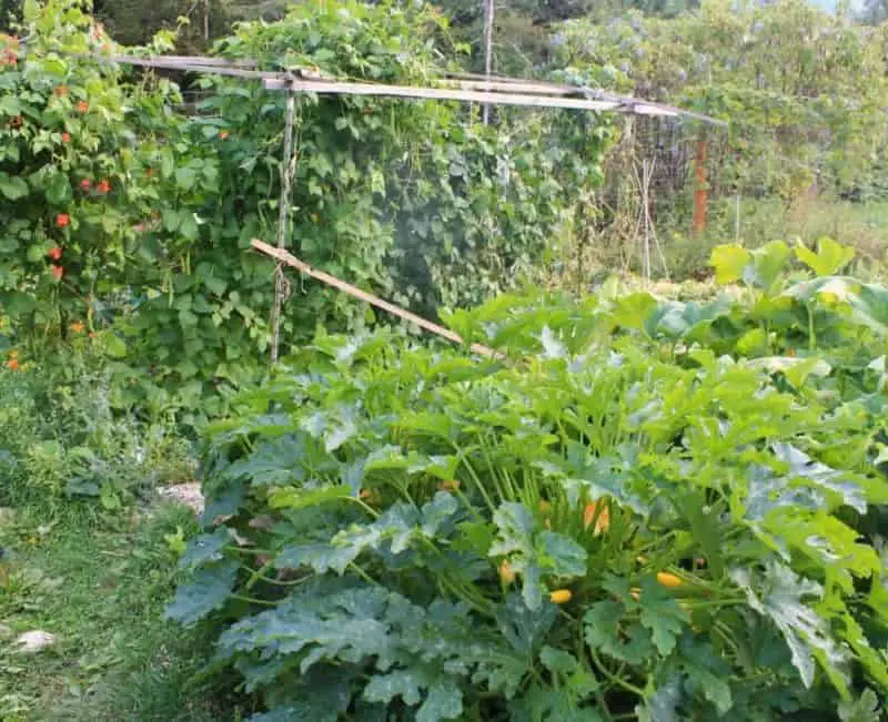 Zucchini plants can take up a lot of space