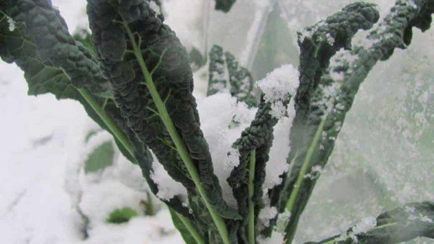 Kale is very cold hardy and can be grown year round