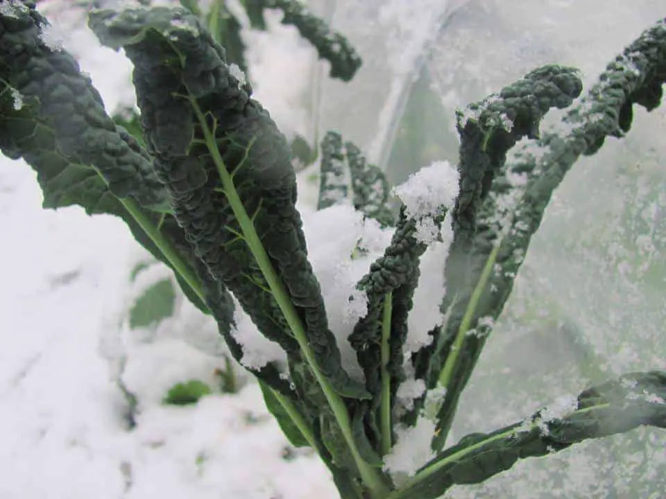 Kale is very cold hardy and can be grown year round