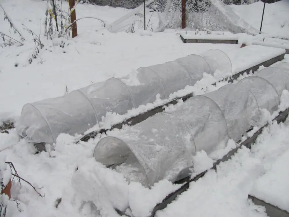 Mini hoop tunnels in an early April snow dump