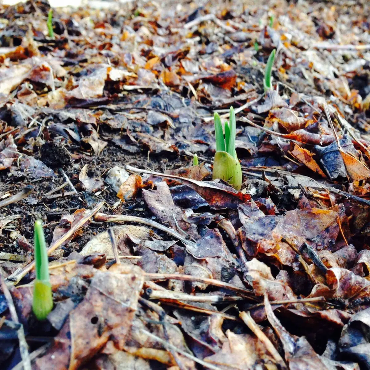 Growing garlic- spring sprouting garlic