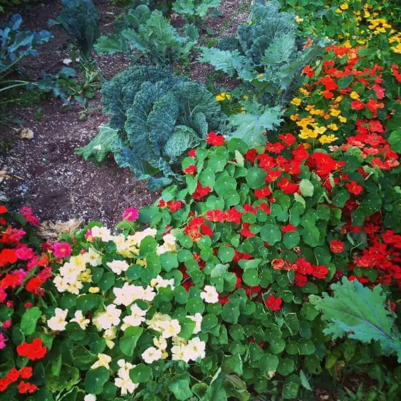 Beautiful Nasturtiums for Companion Planting around Brassicas (for aphid control)