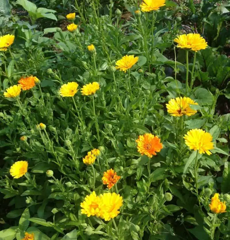 Calendula flowers are wonderful for companion planting