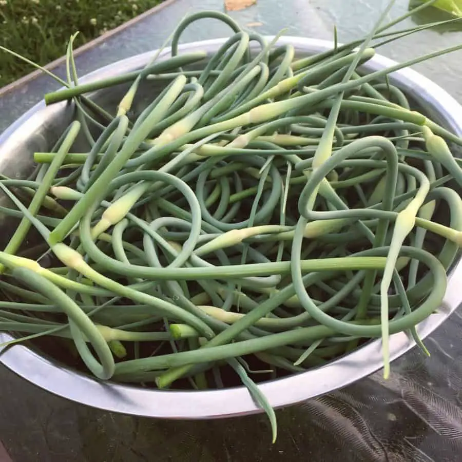 Garlic scape recepten