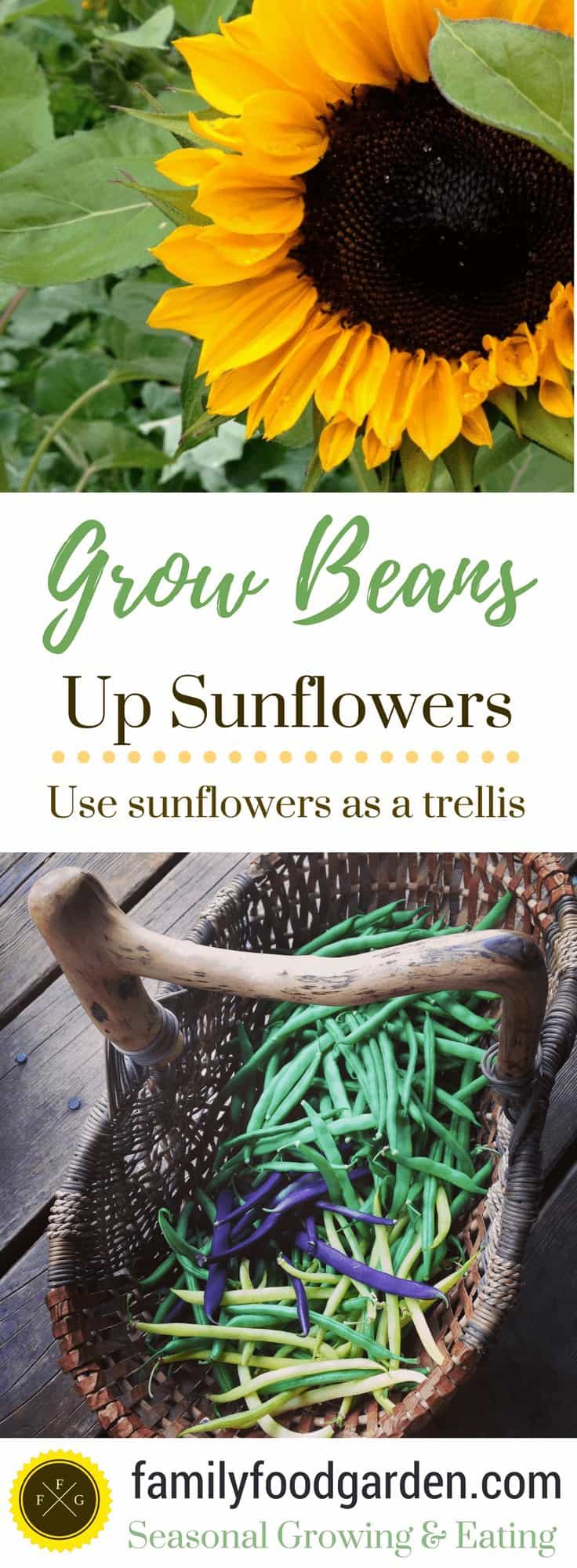 Grow Beans Up Sunflowers: Use sunflowers as a trellis
