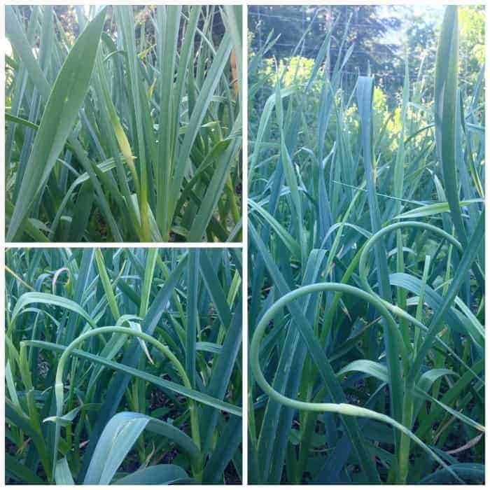 How to harvest garlic scapes + recipes