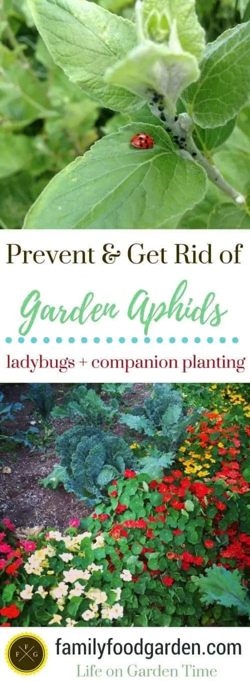 How to get rid of aphids in the garden