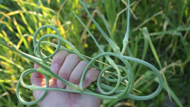 How to harvest garlic scapes