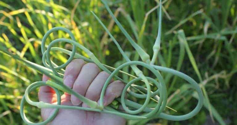 How to harvest garlic scapes