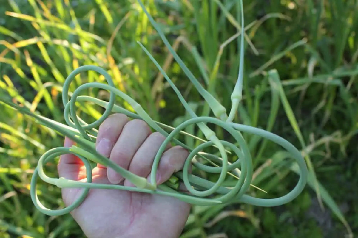 Wie man Knoblauchschoten erntet