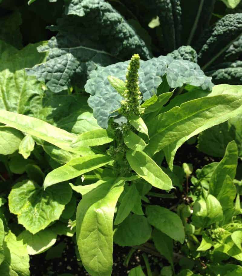 Prevent bolting vegetables with these tips. Here is spinach bolting and trying to flower