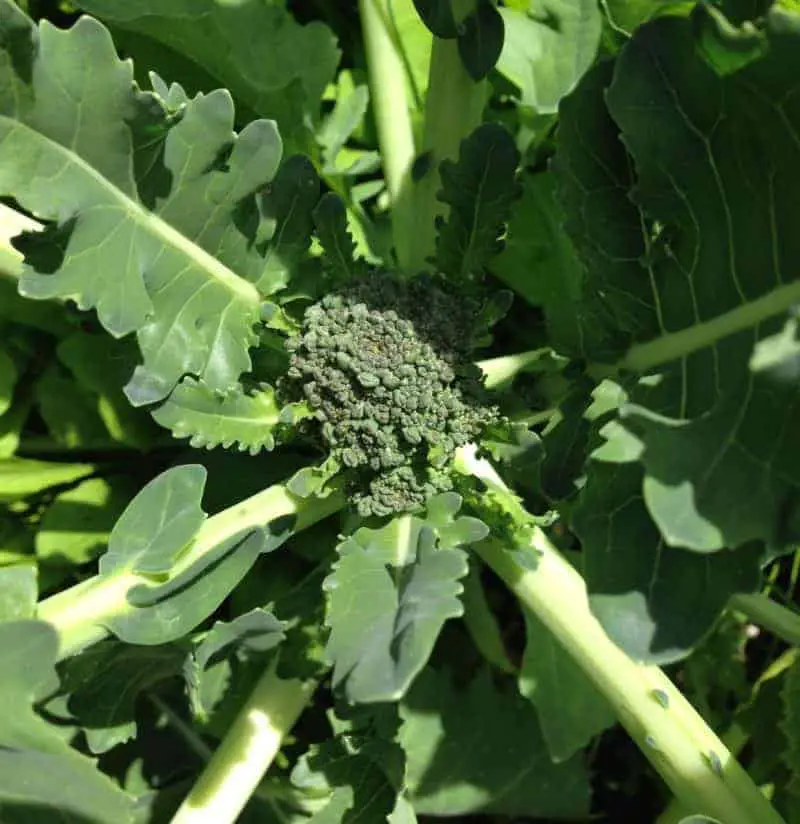 Bolting broccoli: tips to prevent bolting