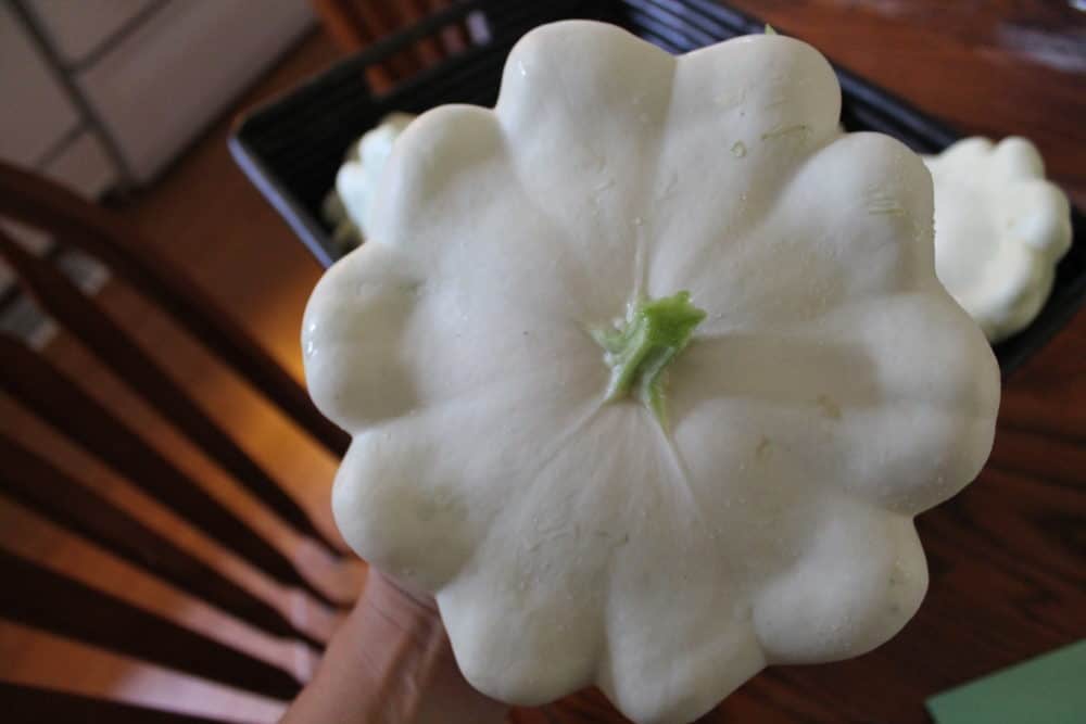 Heirloom 'Bennings Green Tint' Summer Squash. zucchini & summer squash recipes