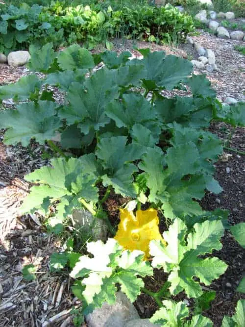 Grow zucchini as a high yield plant