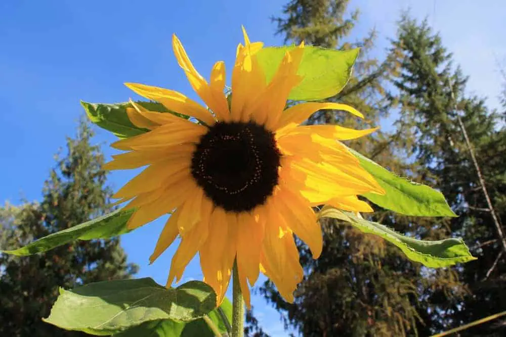 Grow pole beans up a sunflower trellis