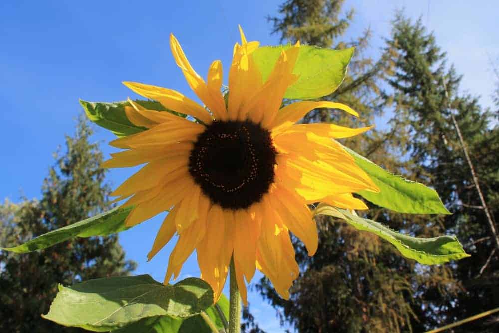 Beautiful Sunflower