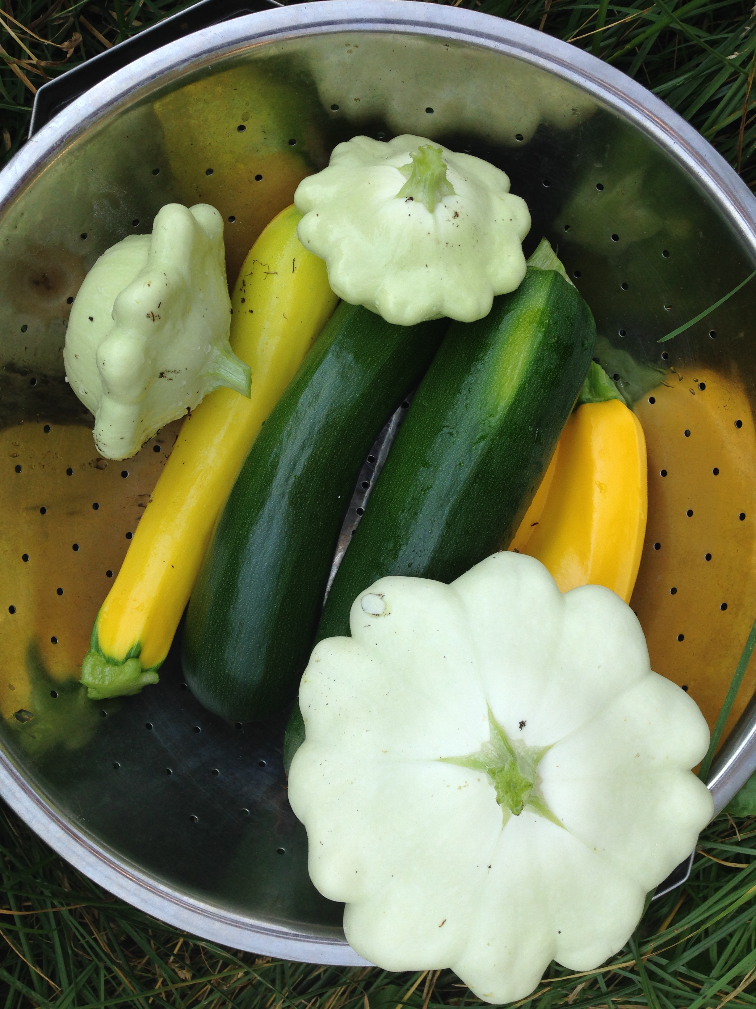 Zucchini & Summer Squash Recipes