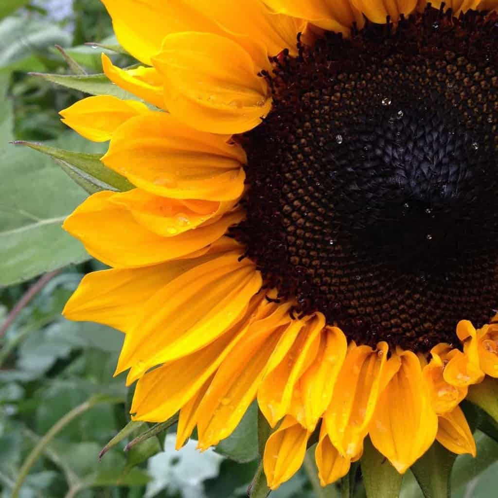 Huge Sunflower Up-close