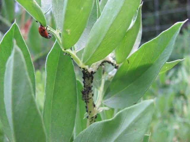 How to Prevent & Get Rid of Aphids