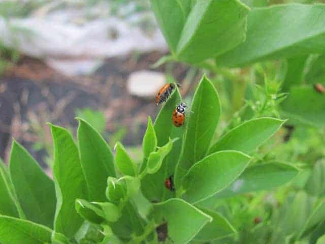 How to Prevent and Get Rid of Aphids