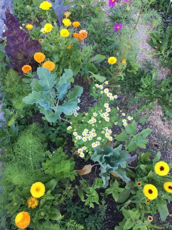 Interplanting and companion planting in the home garden