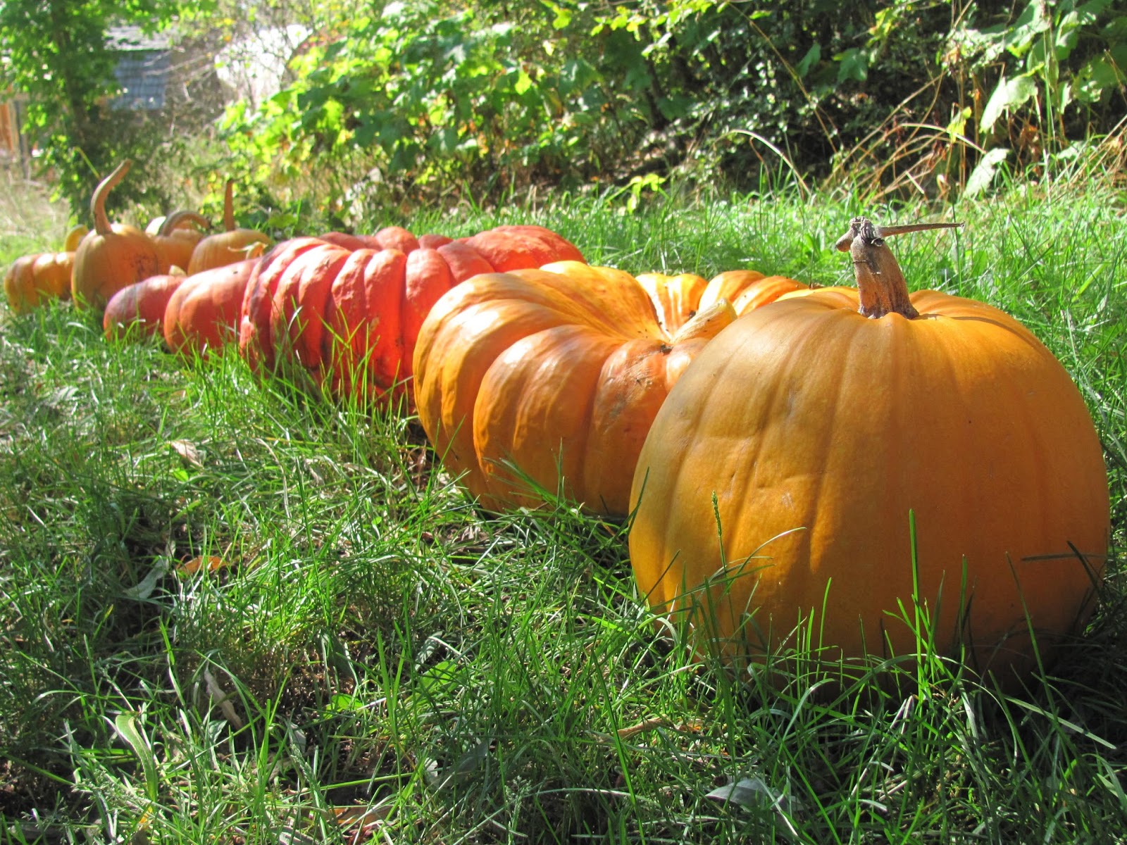 Growing pumpkins for kids Halloween