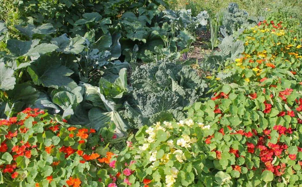 nasturtium flower border for edible landscaping