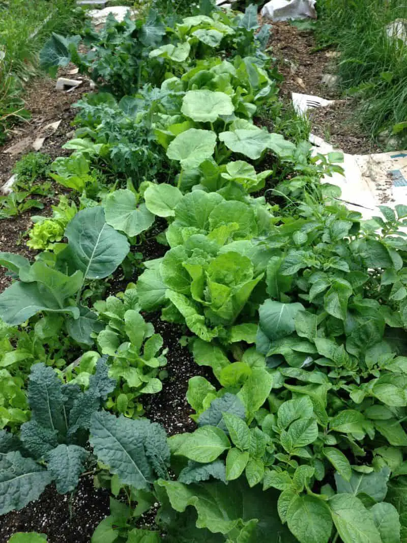 Polyculture gardening example