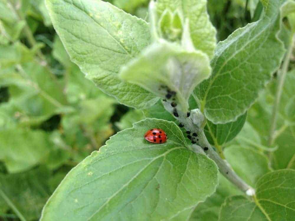 How to Prevent and Get Rid of Aphids