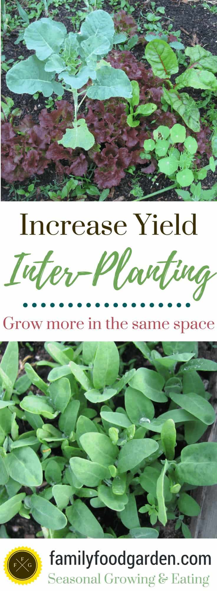 Inter-Planting for More Garden Yields