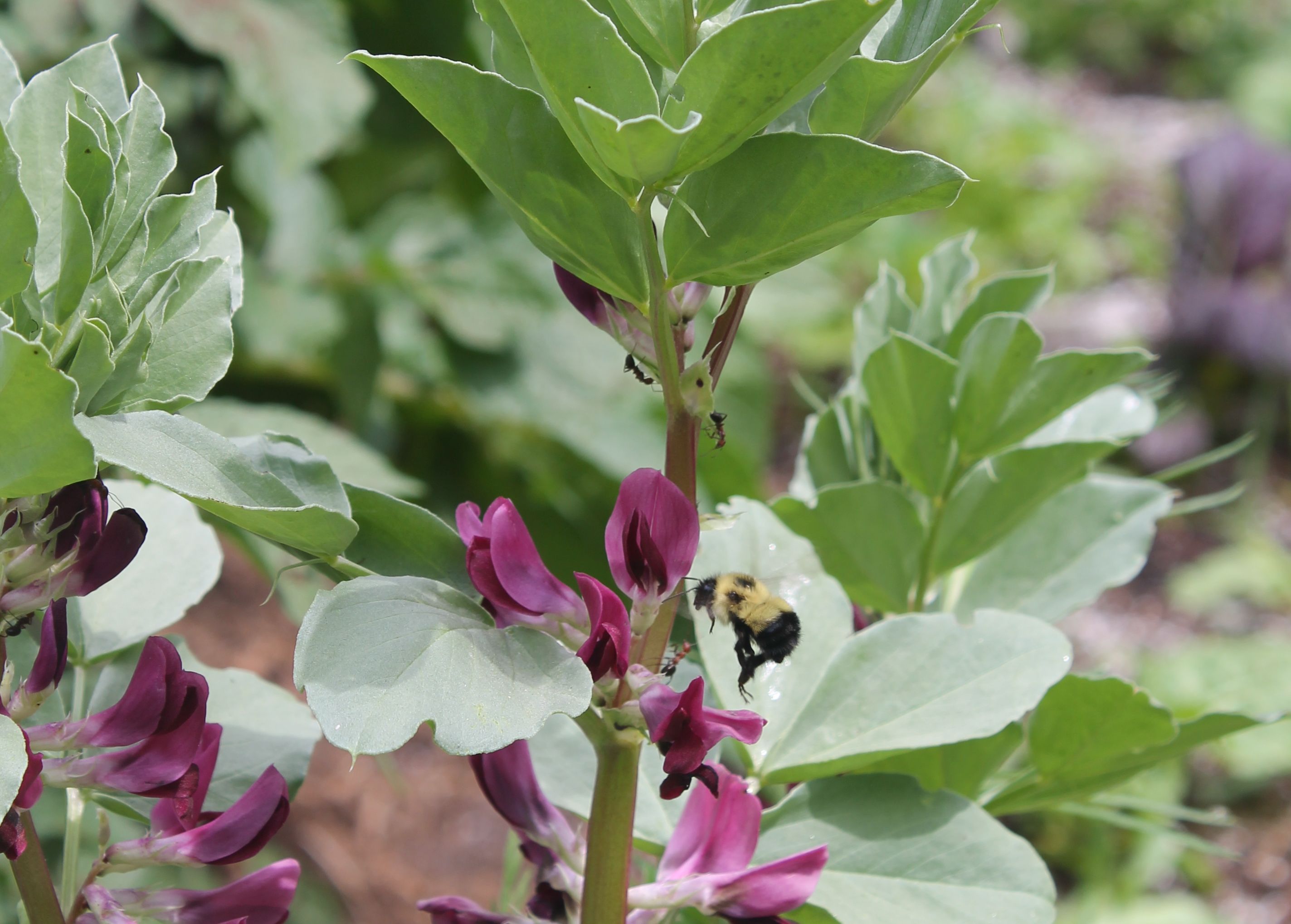 Crimson Fava Bean flowers & bumblebee in a edible landscaping