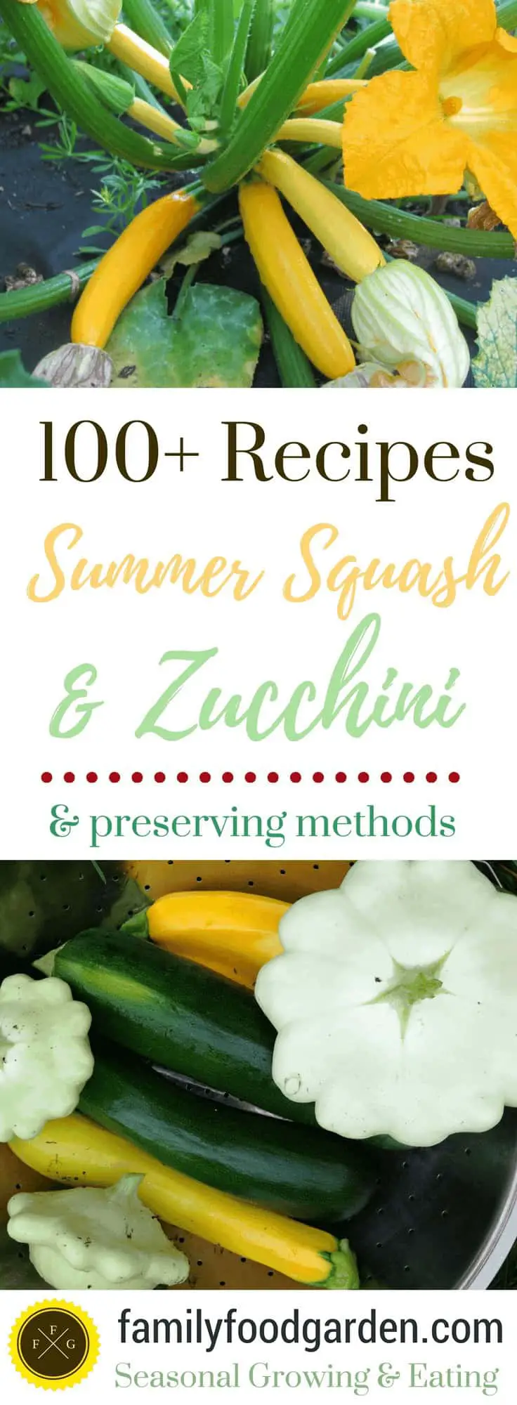 zucchini & summer squash recipes