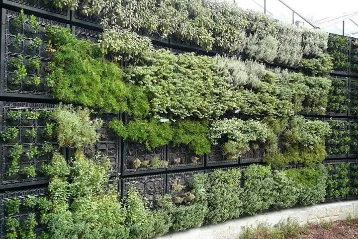 atlanta botanic garden herb wall