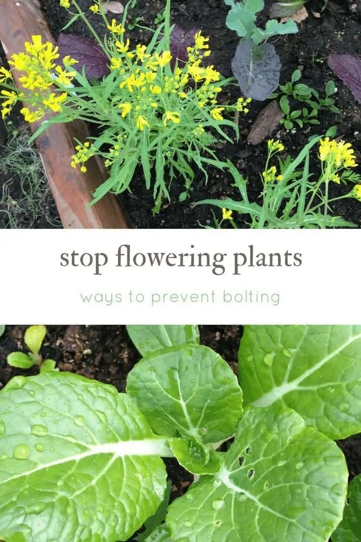 Stop Flowering Plants: Ways to prevent bolting