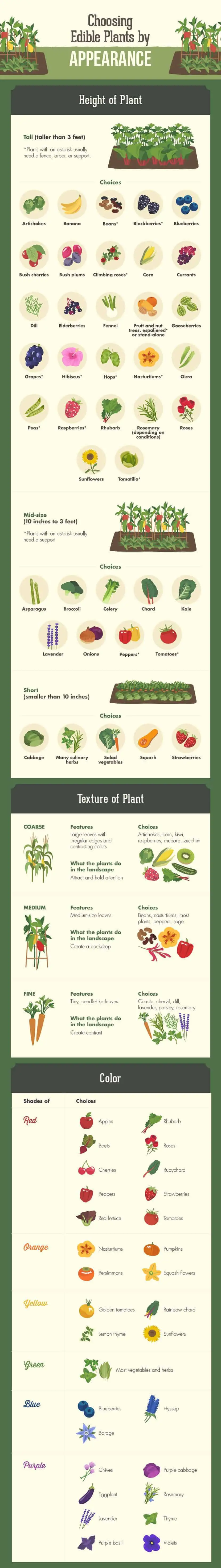 Choose your crops (color & contrast) for edible landscaping