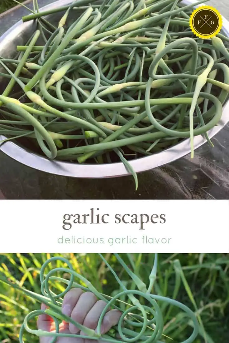 Garlic scapes