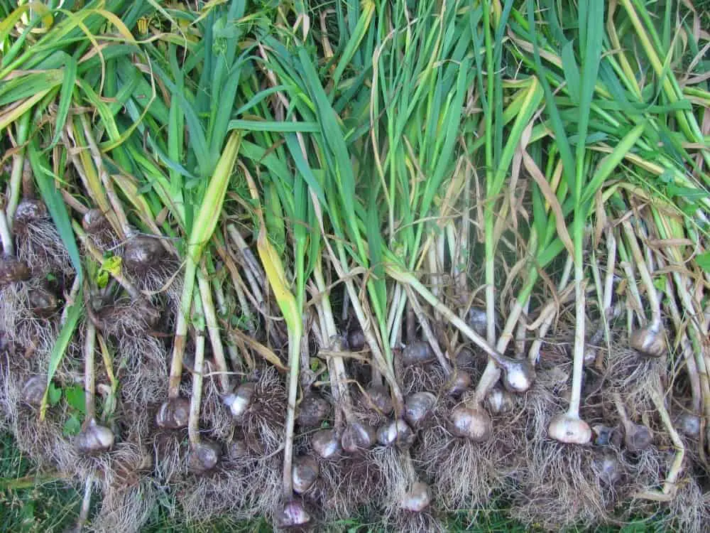 How to Grow Garlic Harvest Garlic Scapes