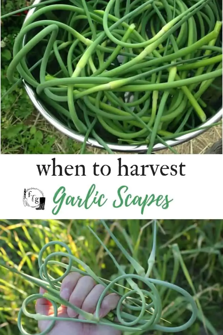 When to harvest garlic scapes and recipes