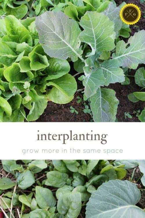 Interplanting: Grow more in the same space