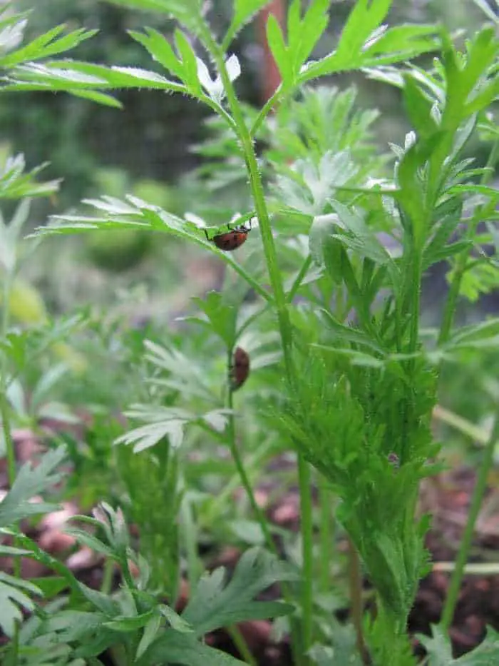 Carrot leaves are excellent for attracting lady bugs in companion planting.