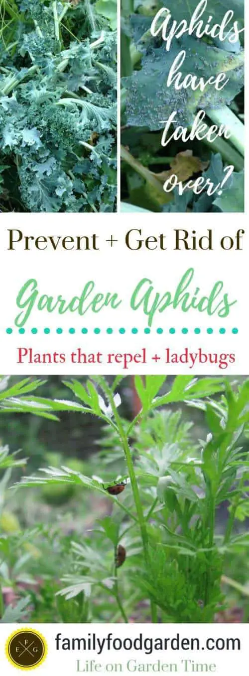 how to prevent aphids