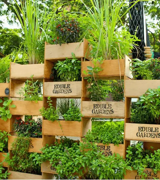 Vertical Edible Gardening
