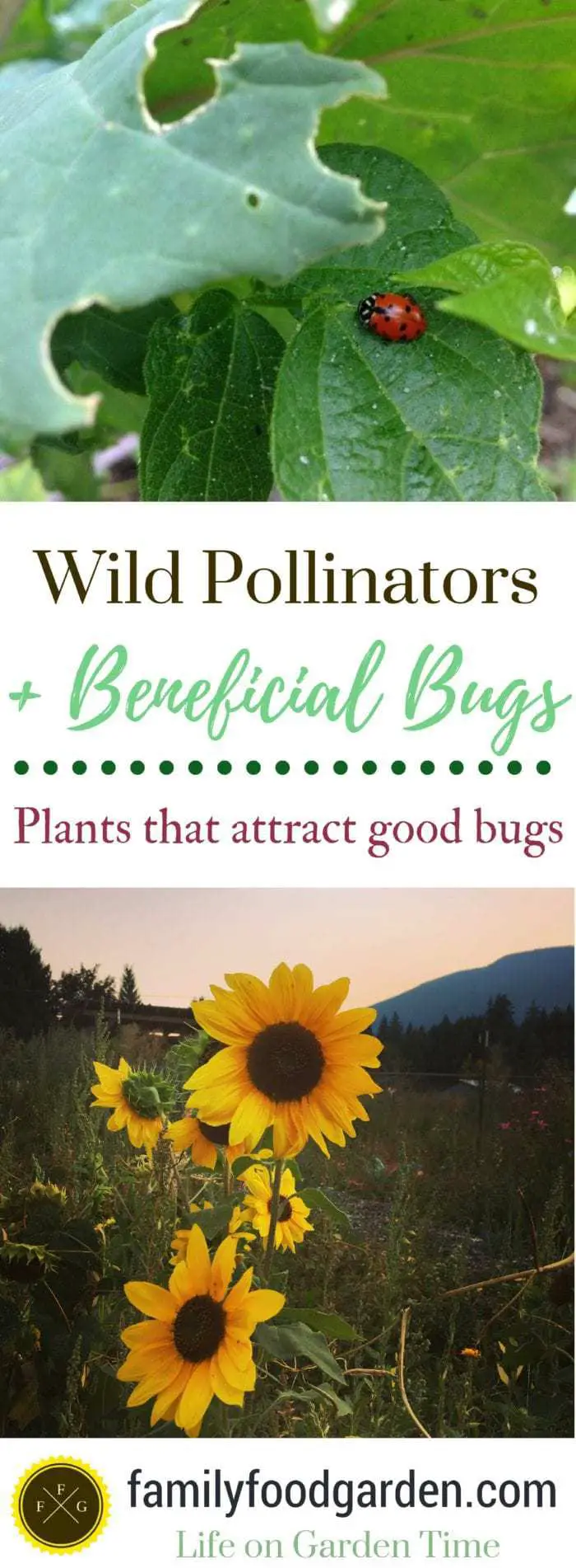 Wild Pollinators + Beneficial Bugs: Plants That Attract Good Bugs
