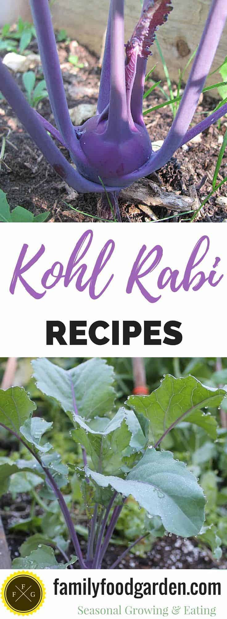 The Funky Vegetable! Kohl Rabi Recipes 