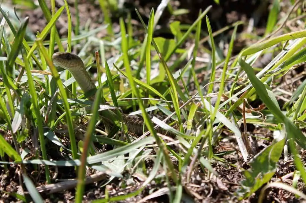 Allow snakes in your garden for natural pest control