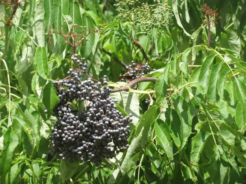Elderberry wine