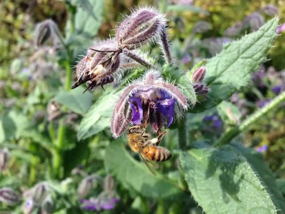 Honeybee Borage