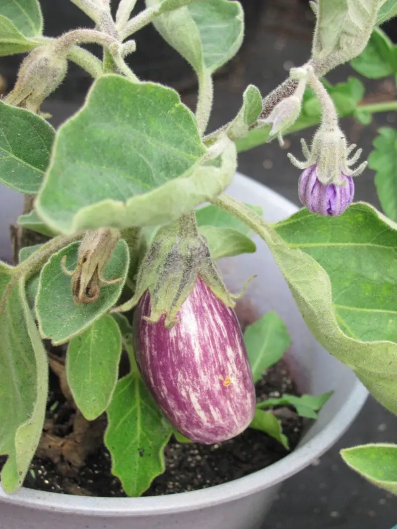 'Fairytale Eggplant' grown in a container