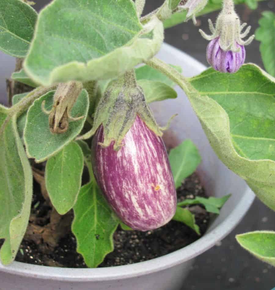 Fairytale Eggplant- a beautiful purple vegetable to grow in containers