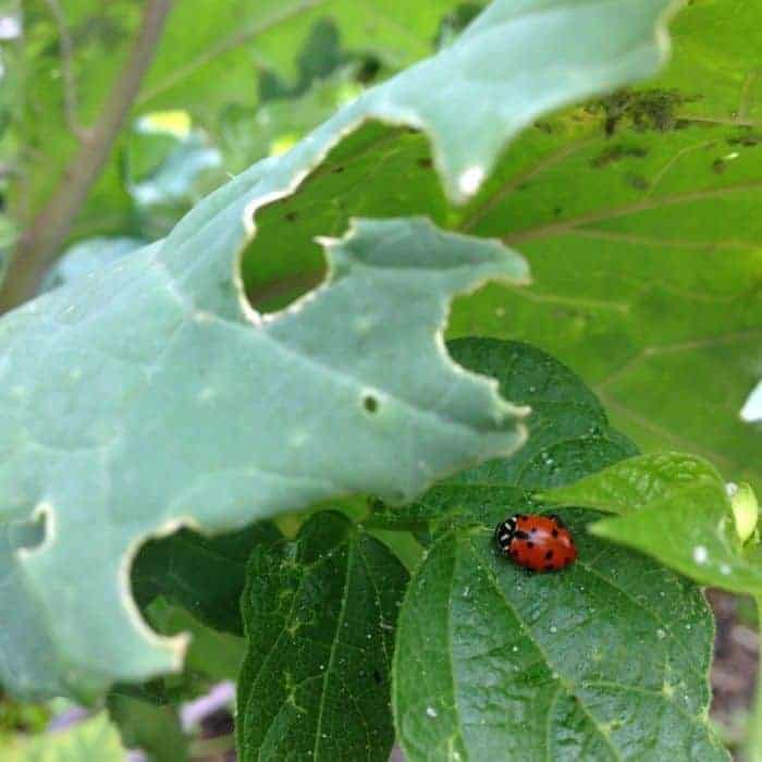 Increase biodiversity in your garden to help wild pollinators